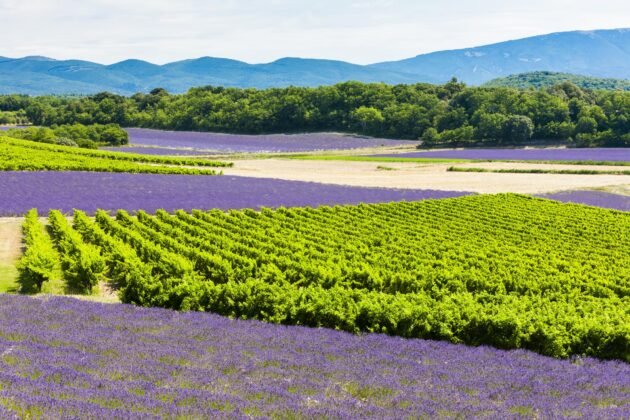 Expériences oenotouristiques dans les vignobles de la Drôme