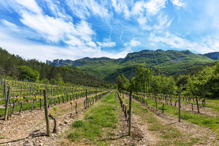Les vignobles de la Clairette de Die, au pied du Vercors, Drôme