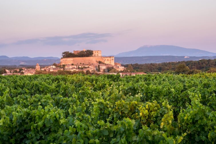 Vignoble de Grignan, dans la Drôme