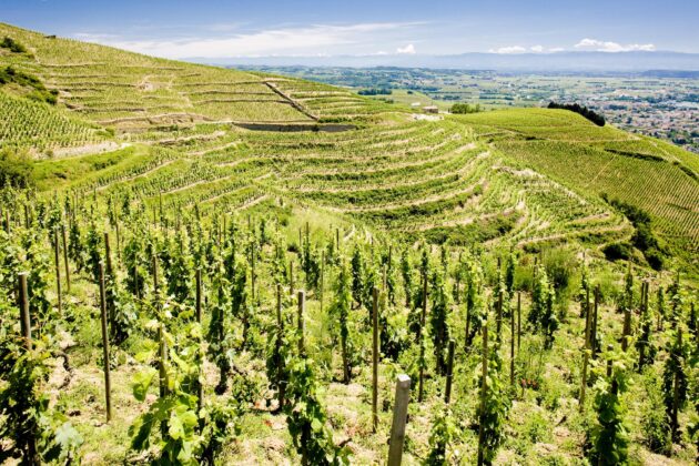 domaines viticoles Drôme
