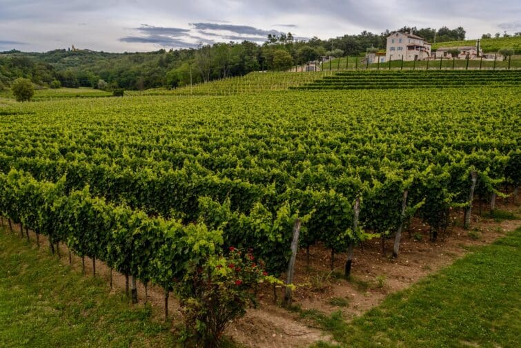 Vignoble verdoyant en Istrie près de la route des vins de Bujštine, Croatie