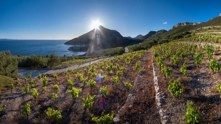 Vignobles de Plavac Mali sur la côte de Pelješac, Croatie