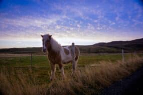 Cheval islandais devant un paysage montagneux en Islande