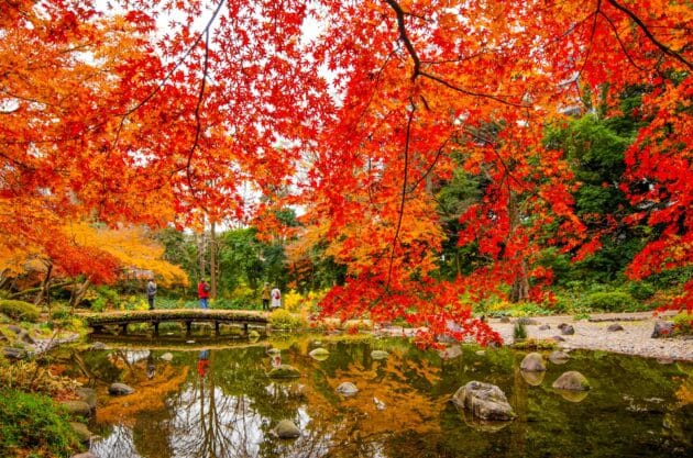 Pond with bridge in Koishikawa Korakuen Gardens during autumn, Tokyo, Japan