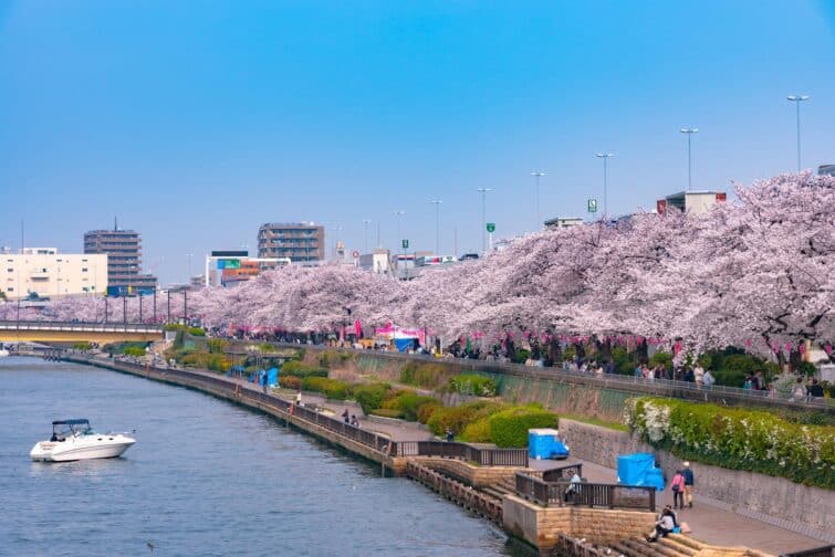 Randonnée fleuve Sumida au festival de cerisiers en fleurs à Asakusa