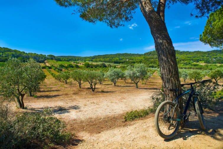 Vélo parmi les oliviers sur l'île de Porquerolles en France