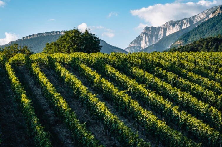 Vignobles de Châtillon-en-Diois au coucher de soleil avec la chaîne de montagnes du Vercors en arrière-plan