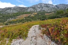 Vignobles de Plavac Mali sur la côte de Pelješac, Croatie