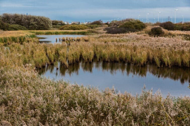 Vue de la réserve naturelle De Fonteintjes à Bruges avec des herbes aquatiques et des étangs naturels