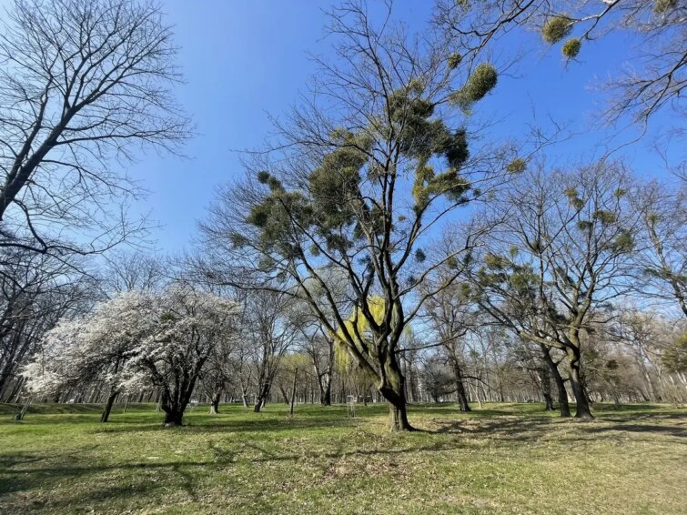 Vue panoramique de la Prairie du Prater avec des arbres et des chemins de randonnée