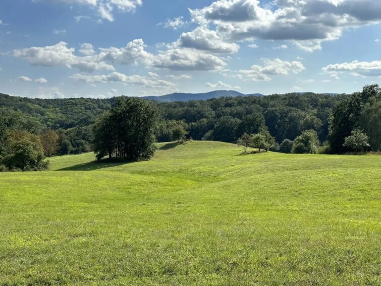 Vue panoramique sur les collines verdoyantes du Lainzer Tiergarten