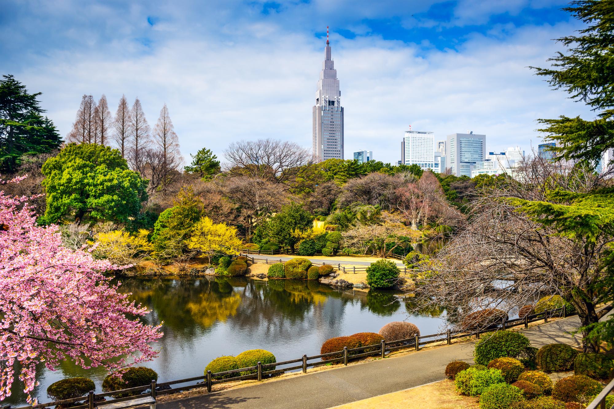 Vue printanière du parc Shinjuku Gyoen à Tokyo, Japon, avec des cerisiers en fleurs.