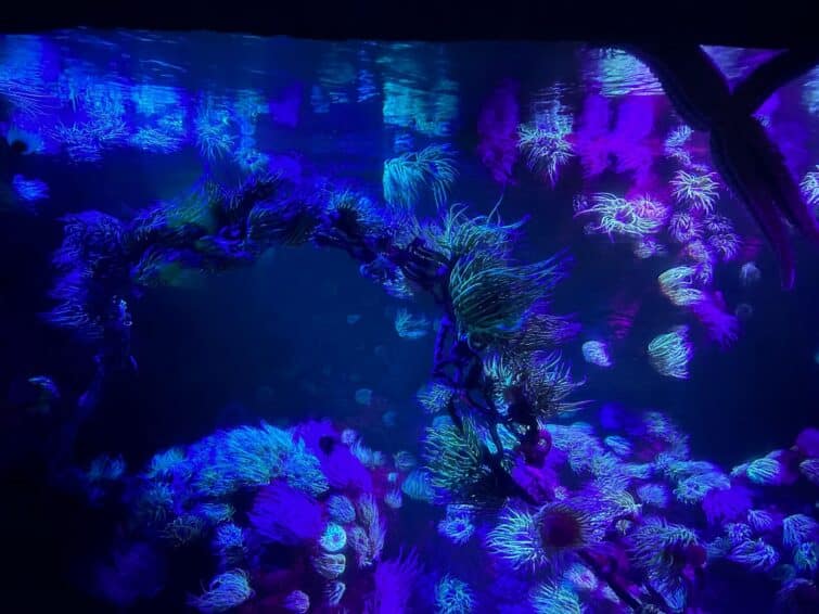 aquarium Sea Life Londres avec divers poissons et plantes aquatiques visibles