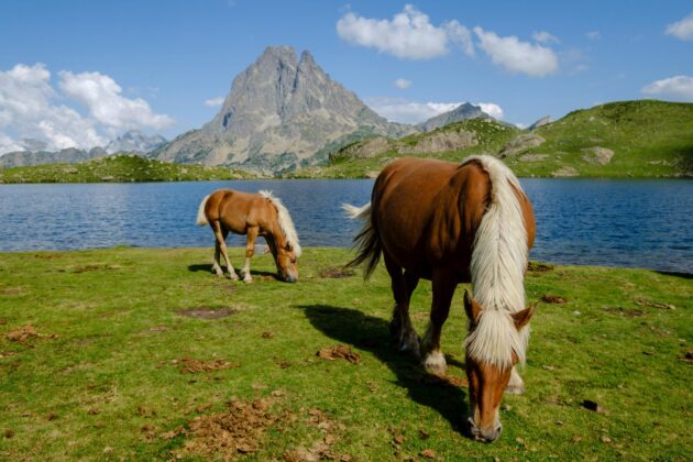 Randonneurs et chevaux sauvages devant le Pic du Midi d'Ossau dans les Pyrénées