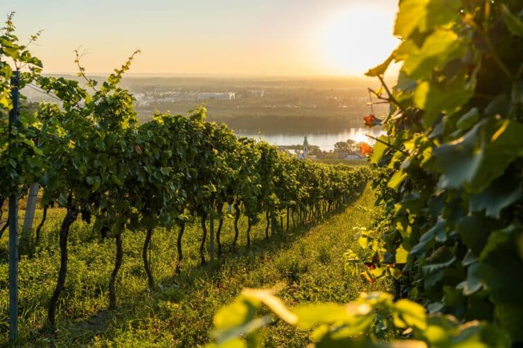 Vignoble à Kahlenbergerdorf près de Vienne en Autriche au lever du soleil