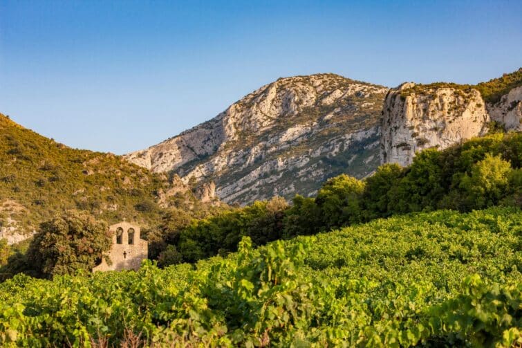 Vignobles en terrasses dans la région de Languedoc-Roussillon, France