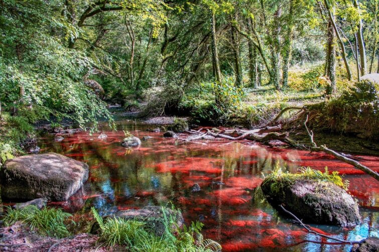 Algues rouges dans la rivière d'Argent de la forêt de Huelgoat