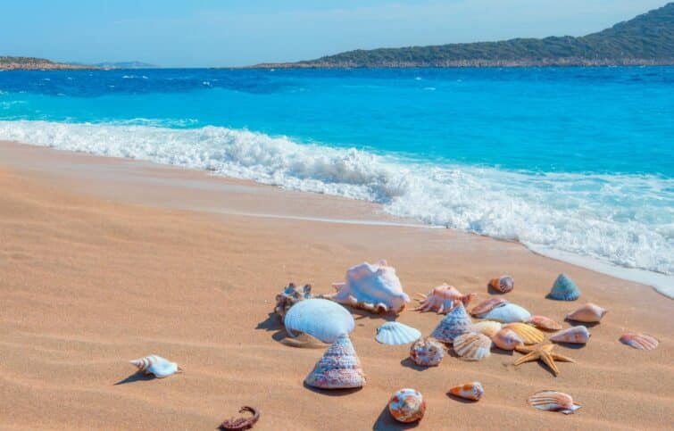 Coquillages sur une plage sablonneuse au coucher du soleil