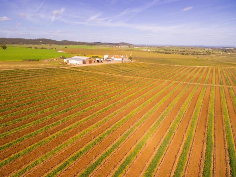 Visite des vignobles d'Évora au départ de Lisbonne au Portugal