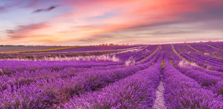 Vue panoramique sur un paysage champêtre coloré et fleuri en France