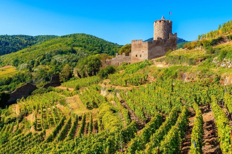 Château médiéval de Kaysersberg sur des collines entourées de vignobles en Alsace, idéal pour les amateurs de nature et de vin