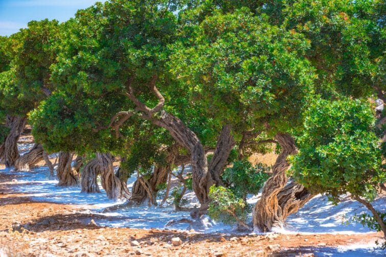 L'arbre à mastic avec des larmes de résine sur l'île de Chios, Grèce