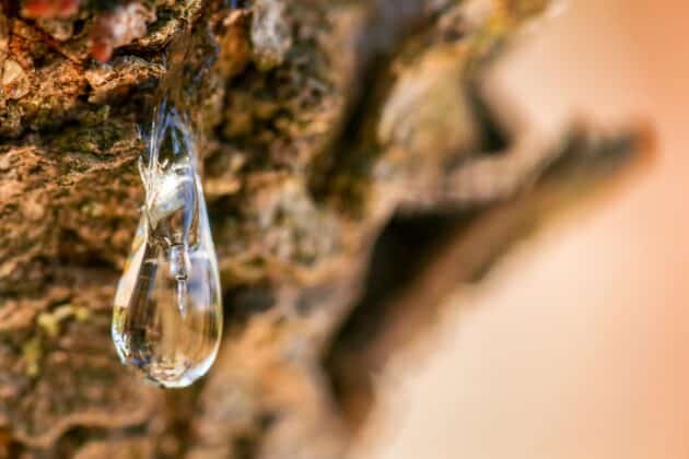 Mastic gum resin flowing from tree in Chios, unique source of health-beneficial resin