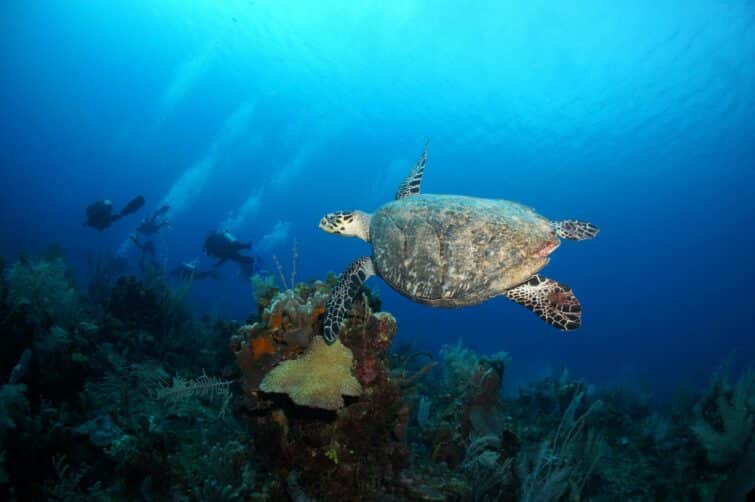 Plongeurs en scaphandre autonome nageant avec une tortue imbriquée au-dessus d'un récif corallien à Akumal, Mexique