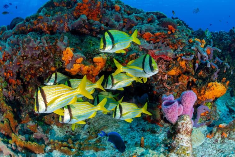 Plongeurs explorant le récif corallien à Cozumel près de Playa del Carmen, Mexique