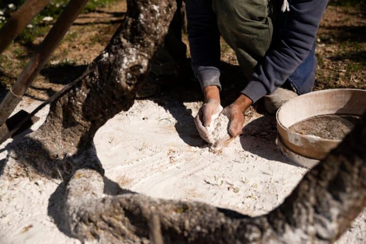 Récolte traditionnelle de la résine de mastic en Grèce