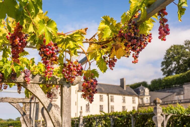 Vue en contre-plongée de grappes de raisins rouges dans les vignobles des Pays de la Loire