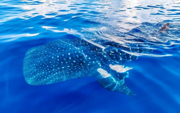 Requin-baleine nageant dans les eaux claires près de Playa del Carmen, Mexique