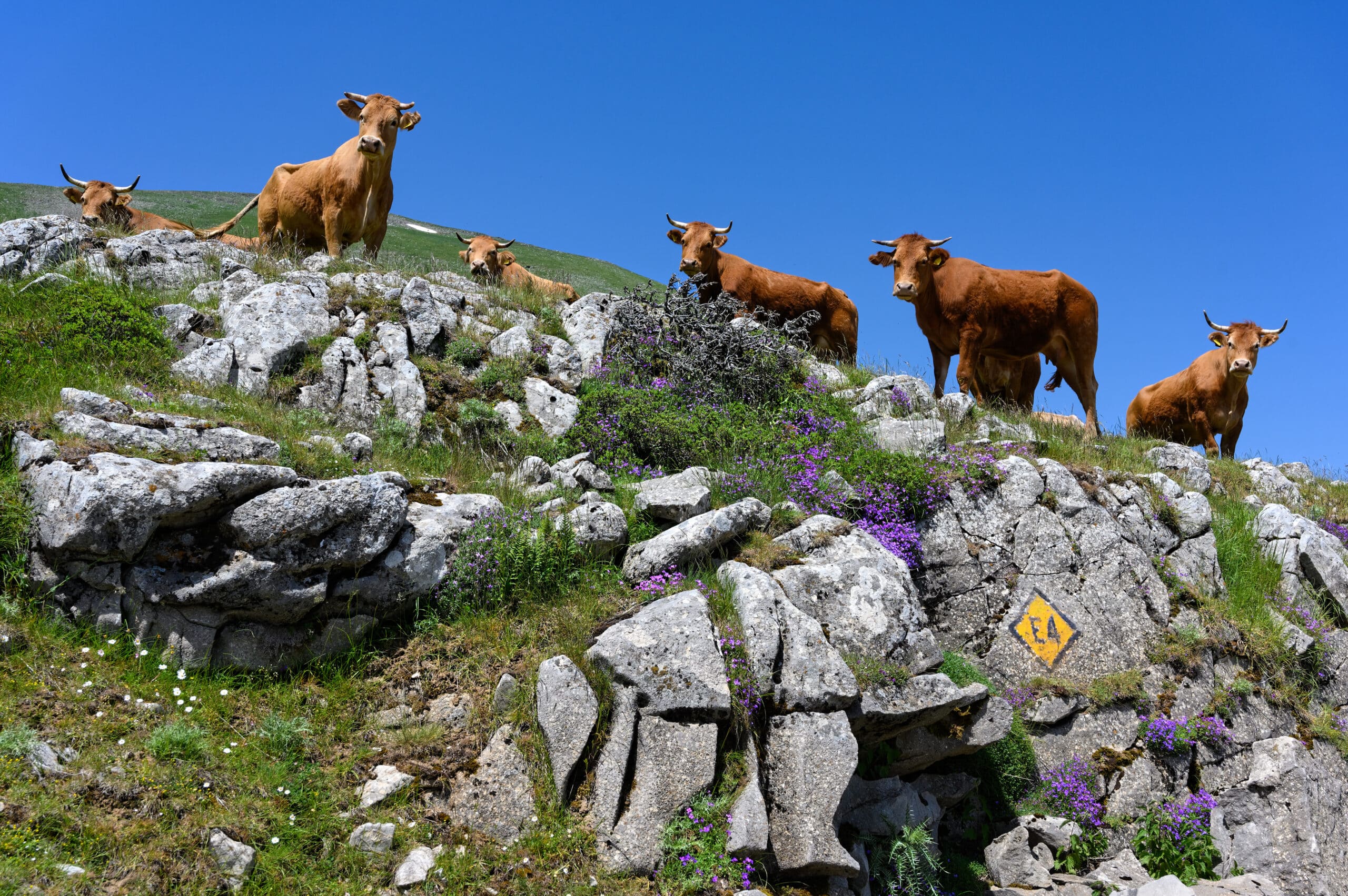 Agrafa - Une gastronomie locale pleine de saveurs