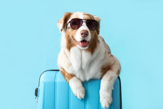 Chien australien en lunettes de soleil et valise prêt pour voyager