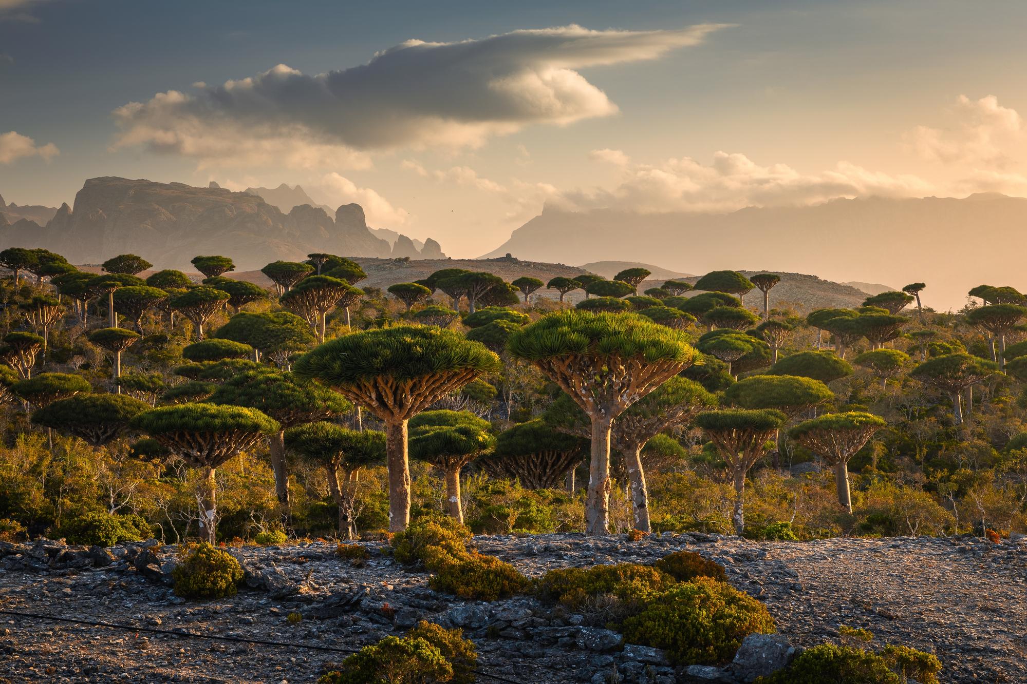 Forêt de Dragon Blood Trees à Firmihin, Socotra, montrant des arbres uniques avec des formes de parapluie et un paysage aride