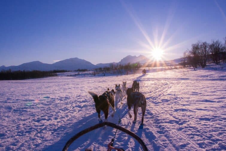 Lever de soleil sur un attelage de chiens de traineau