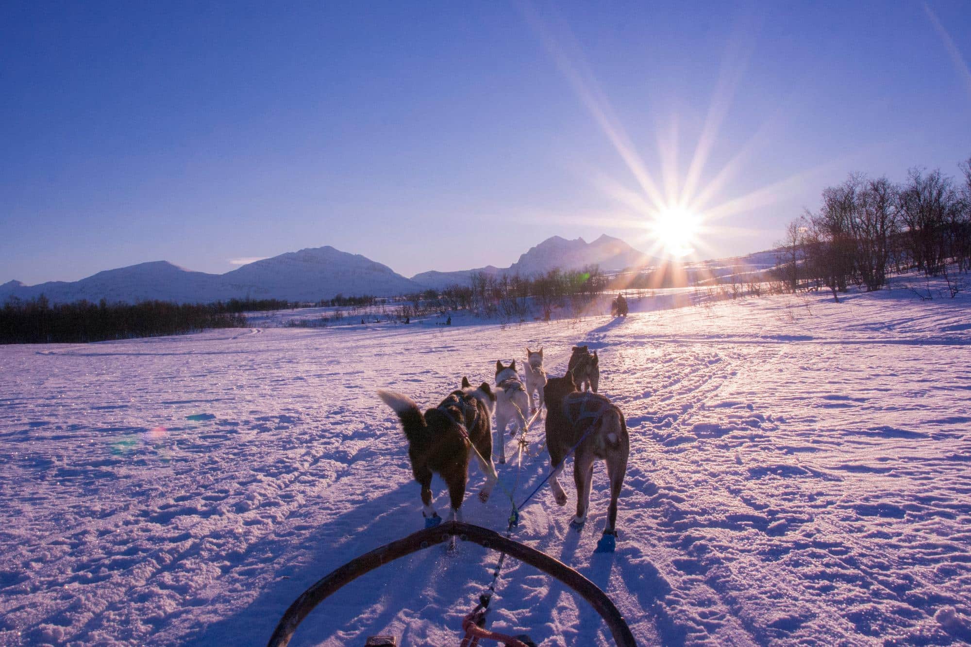 Lever de soleil sur un attelage de chiens de traineau