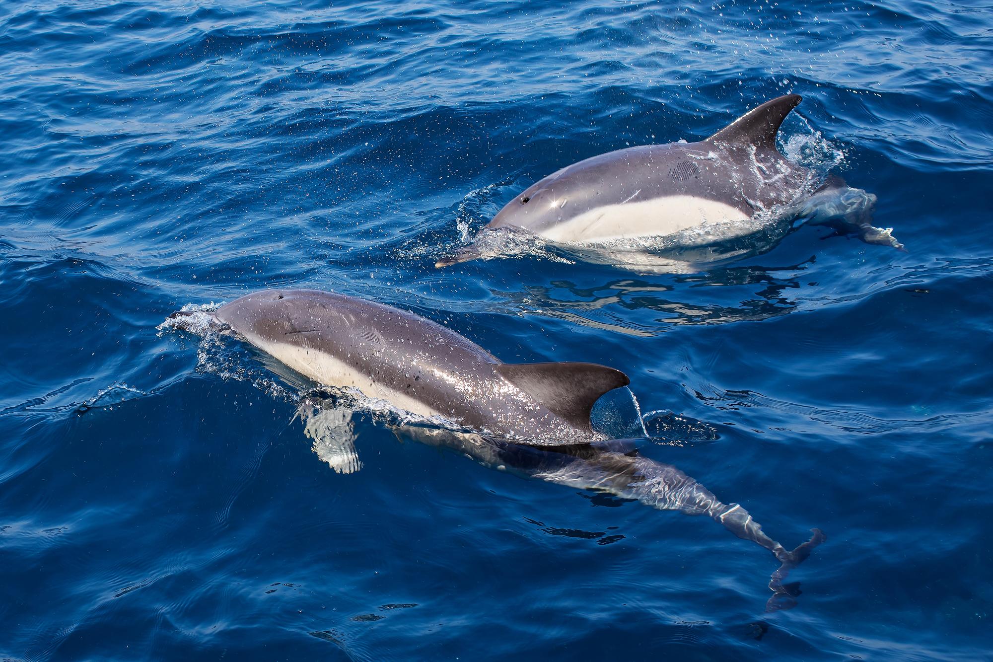 L'observation des dauphins à Gibraltar offre un spectacle féérique