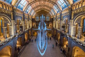 Musée d’histoire naturelle de Londres