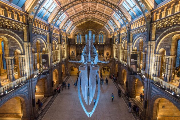 Musée d’histoire naturelle de Londres