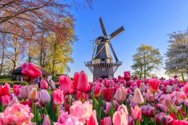 Tulipes et moulin dans le jardin de Keukenhof, Pays-Bas