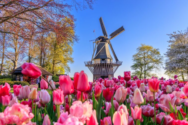 Tulipes et moulin dans le jardin de Keukenhof, Pays-Bas