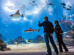 Visiteurs à l'Oceanário de Lisboa