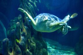 Aquarium de Benalmádena à Malaga en Espagne