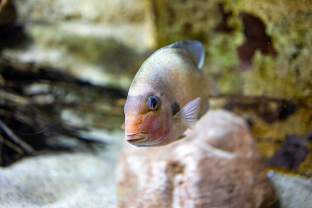Aquarium de Saragosse, Espagne