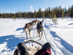 Balade en chiens de traîneau à Kiruna