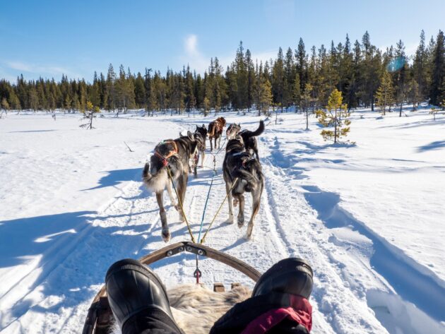 Balade en chiens de traîneau à Kiruna