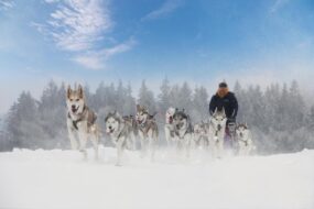 Balade en chiens de traîneau dans les Laurentides