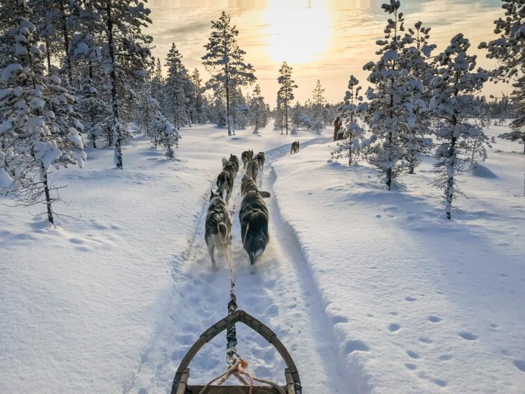Balade en traîneau à chiens au coucher du soleil en Laponie suédoise