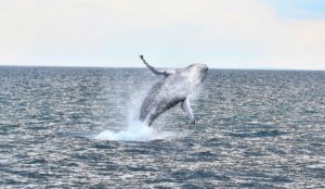 Baleine au large de Boston